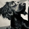 Profile picture katybops.com
