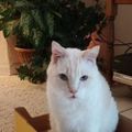 Profile picture chrissylincoln.bsky.social