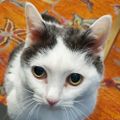Profile picture mistarogers.bsky.social