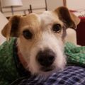 Profile picture scooterjudy.bsky.social