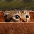 Profile picture ambassadorpinepine.bsky.social