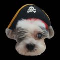 Profile picture xochiptx.bsky.social