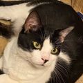 Profile picture flufflycat.bsky.social