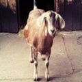 Profile picture pudu-friend.bsky.social