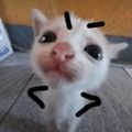 Profile picture imnotokayipromise.bsky.social
