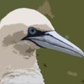 Profile picture birdcalloftheday.bsky.social