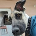 Profile picture dogdeskaction.bsky.social