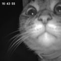 Profile picture shysheps.bsky.social