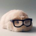Profile picture effeffess-whatnow.bsky.social