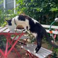 Profile picture debmcat.bsky.social