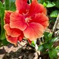 Profile picture vickimorrissey.bsky.social