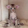 Profile picture minette1.bsky.social