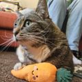 Profile picture serachobby.bsky.social