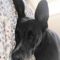 Profile picture mytravesty.bsky.social