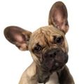 Profile picture guelphlostpets.bsky.social