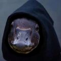Profile picture theangrygoose.lol