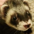 Profile picture perkoiris.bsky.social
