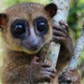 Profile picture aherolemur.bsky.social