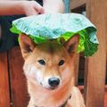 Profile picture mysteriousfoxes.bsky.social