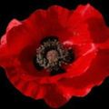 Profile picture koklico.bsky.social
