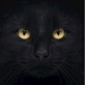 Profile picture darkspinster.bsky.social