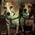 Profile picture thebeaglegirls.bsky.social