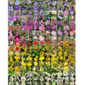 Profile picture frwildflowers.bsky.social