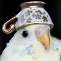Profile picture theelitebirb.bsky.social