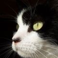 Profile picture ccgrl33.bsky.social