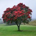 Profile picture pohutukawa.bsky.social