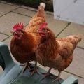 Profile picture helensadler.bsky.social