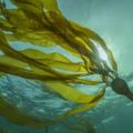 Profile picture kelpfactor.me