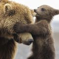 Profile picture sugarbear76.bsky.social