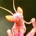 Profile picture follybugs.bsky.social