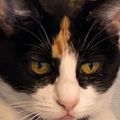 Profile picture violetfiend.bsky.social