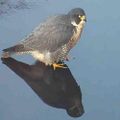 Profile picture fabperegrines.bsky.social