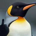 Profile picture crazyassbear.bsky.social