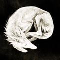 Profile picture canisalbus.bsky.social