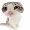 Profile picture bossnnot.bsky.social