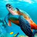 Profile picture dedetropicalbeach.bsky.social