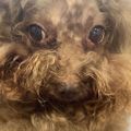 Profile picture chewybuddy.bsky.social