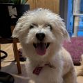 Profile picture winstonyeti.bsky.social