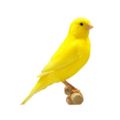Profile picture canaryyellow.org.uk
