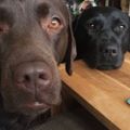 Profile picture nancyandlottie.bsky.social