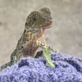 Profile picture murderlizard.bsky.social