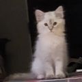 Profile picture graciechat.bsky.social