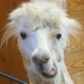 Profile picture aplacasuitcase.bsky.social
