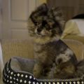 Profile picture rocky132.bsky.social