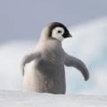 Profile picture viridianpenguin.bsky.social
