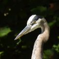 Profile picture bird-walks.bsky.social